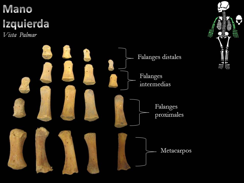 Atlas Osteologia Banana-soft.com